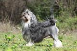 PETIT CHIEN LION 277